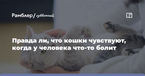 Кошки чувствуют дискомфорт