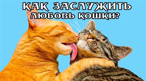 Кошки - гипнотизеры: уют и доверие