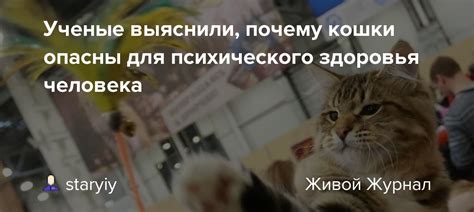 Кошки - способствуют улучшению психического здоровья