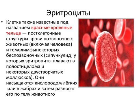 Красные кровяные клетки: основные функции