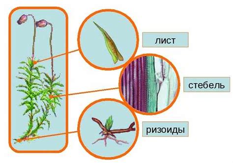 Крепление мха на поверхности