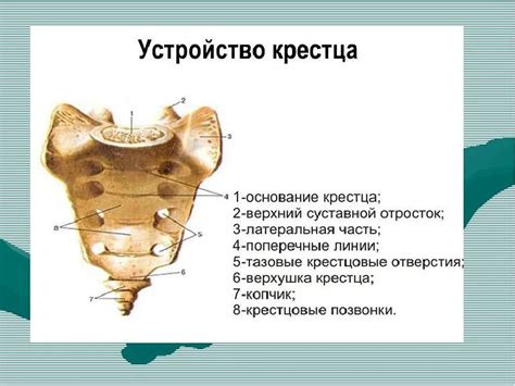 Крестец и коксальные кости: их значение и воздействие на ходьбу