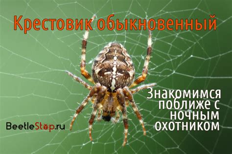 Крест на спине у пауков: происхождение и значение