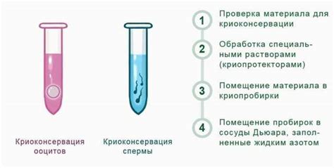 Криоконсервация - эффективный метод сохранения яйцеклеток