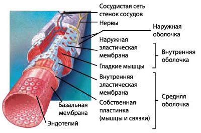 Кровеносные сосуды и их роль