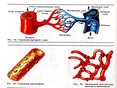 Кровеносные сосуды пережимаются