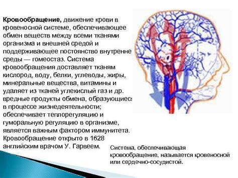 Кровообращение и обмен веществ