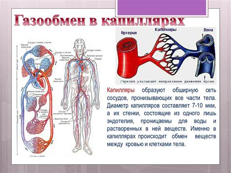 Кровообращение и периферические сосуды