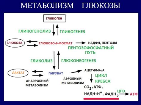 Кровоснабжение и метаболические процессы