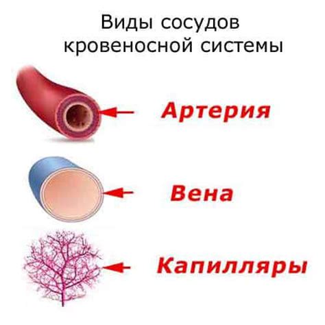 Кровоточивые сосуды: какие факторы делают палец подверженным кровотечению