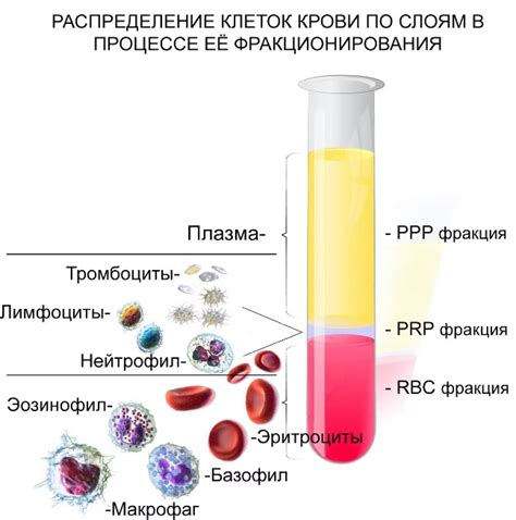 Кровь при лихорадке и ее влияние на плазму