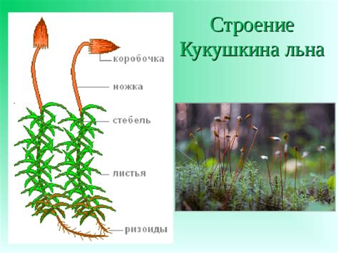 Кукушкин лен: основные характеристики