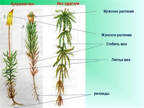 Кукушкин лен и сфагнум: роль в природных экосистемах