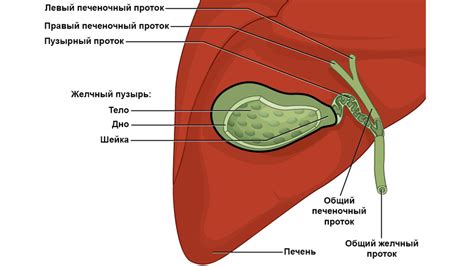 Курицы и желчный пузырь: влияние на организм