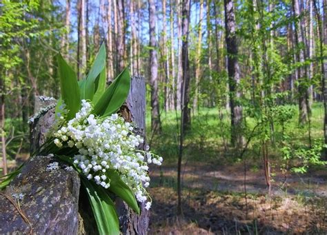 Ландыши в лесу: где искать