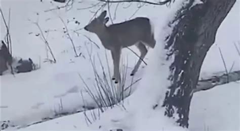 Лесные перекрестки и поля для наблюдения за косулями