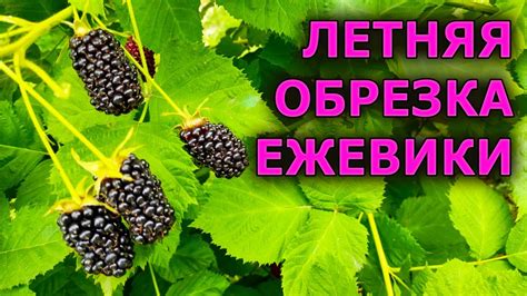 Летняя обрезка ежевики: наиболее подходящее время