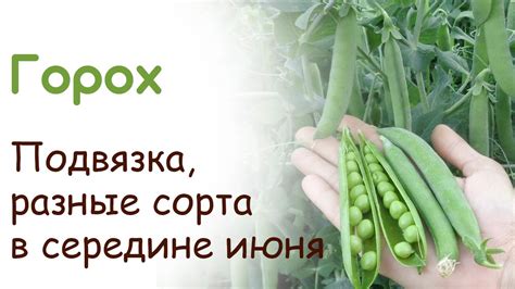 Лечебные свойства гороха для желудка