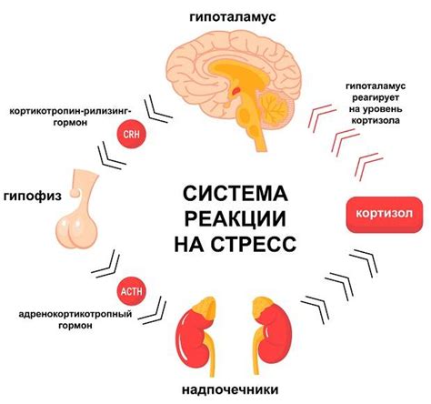 Лечение повышенного или пониженного уровня кортизола