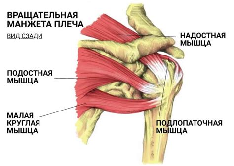 Лечение порванной связки плеча