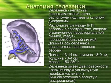 Лечение увеличения селезенки