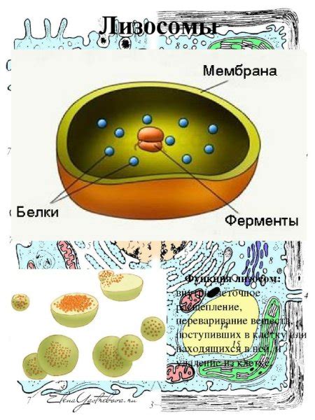 Лизосомы - "пищеварительные мешки" клетки