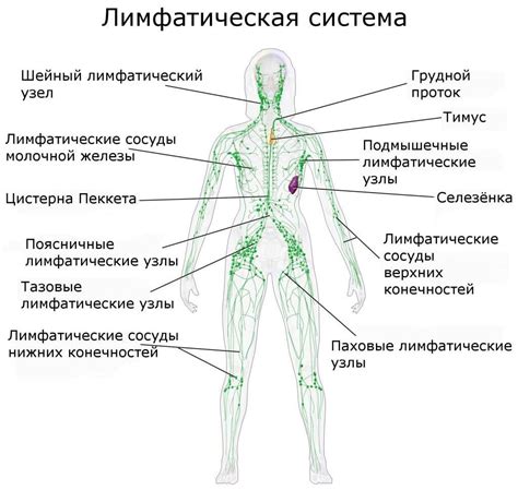 Лимфоузлы в организме - функция и расположение