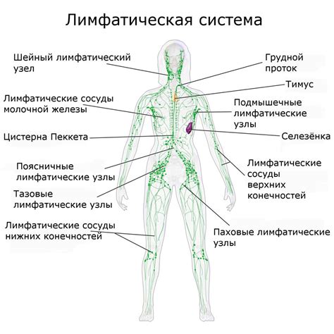 Лимфоузлы на шее: строение и сеть лимфатических сосудов
