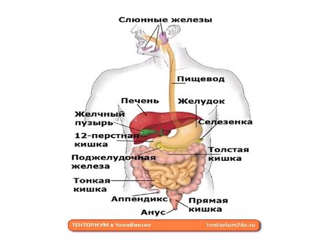 Липиды и желудочно-кишечный тракт у куриц