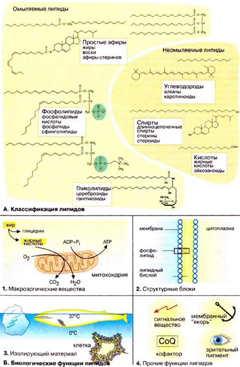 Липиды и их структурные особенности