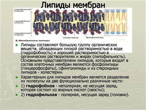 Липиды как основные компоненты клеточных мембран