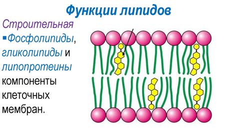 Липиды - полимеры или нет?