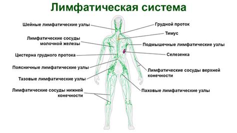 Локальные инфекционные заболевания как фактор увеличения лимфоузла в паху у женщин