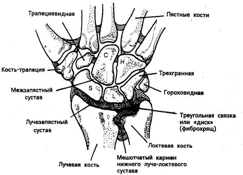 Лучезапястный сустав: анатомия и функции