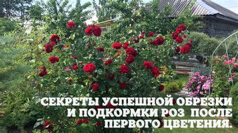 Лучшее время для обрезки роз: секреты выбора момента