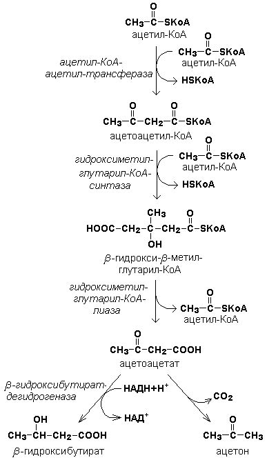 Лучшие методы и способы избавления от кетоновых тел