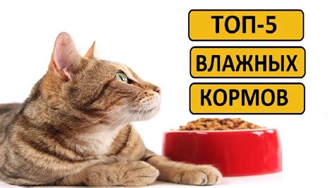 Лучшие рецепты корма для кота