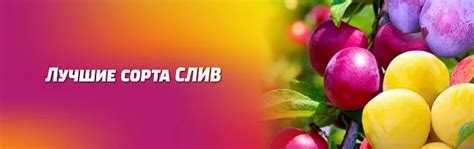 Лучшие сорта для весенней посадки