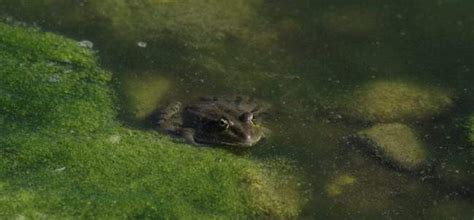 Лучшие способы устранить ряску на пруду