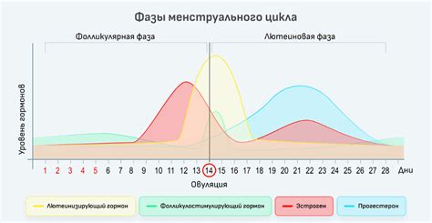 Лютеинизирующий гормон (ЛГ): регулятор менструального цикла