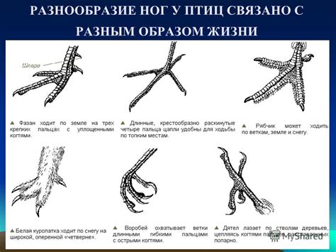 Магнитное восприятие птиц связано с минералами в их организме