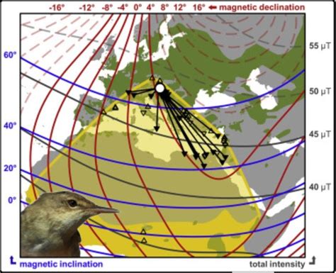 Магнитные поля и навигация птиц