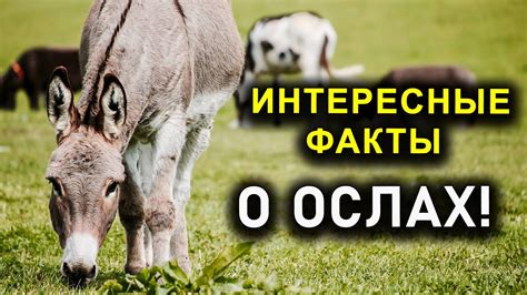 Малая информированность о преимуществах использования ослов