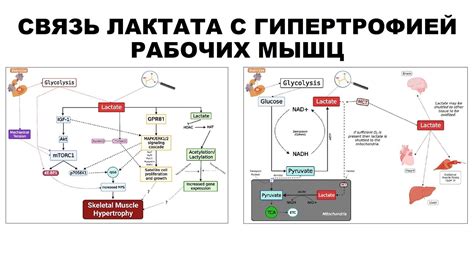 Малое количество рабочих мышц