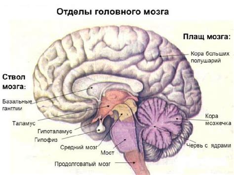 Малый мозг: главное про него