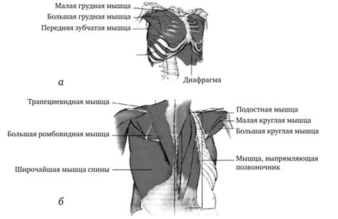 Масса тела и относительная слабость верхней части туловища