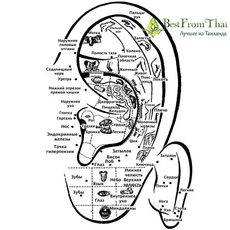 Массируйте точки на ушной раковине