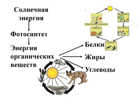 Материально-энергетический обмен в природе