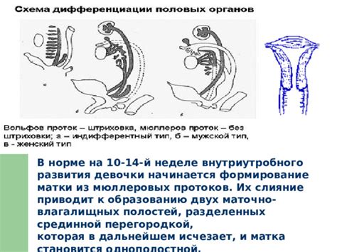 Матка становится мягкой и открытой