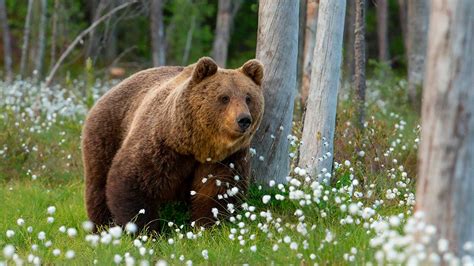 Медведь в сновидении